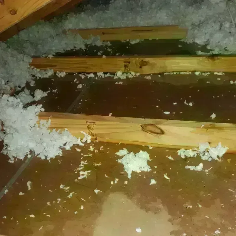 Best Attic Water Damage Service in New Prague, MN