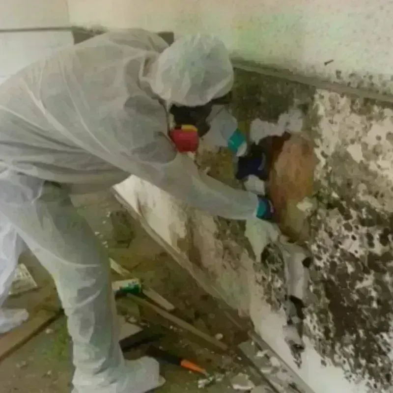 Mold Remediation and Removal in New Prague, MN